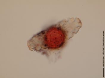 S063c.JPG