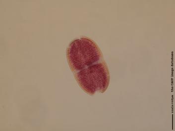 S066a.JPG