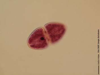 S068a.JPG