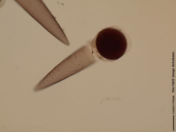 S070.JPG