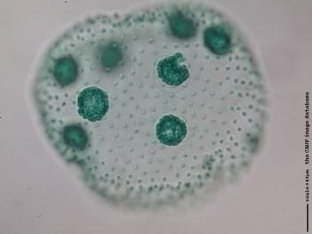 U031a.JPG