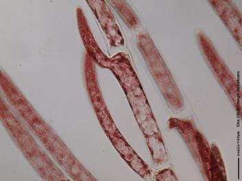 U048a.JPG
