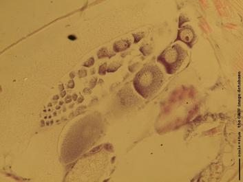 V004.JPG