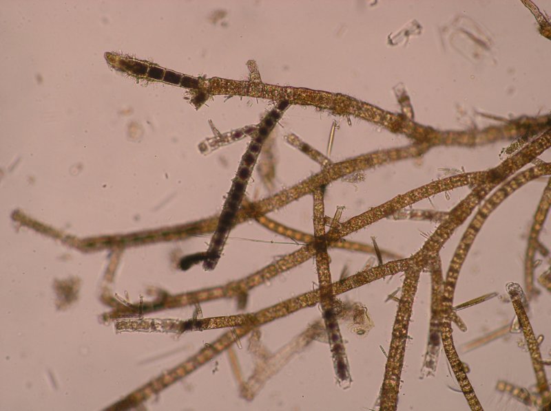 pylaiellalitoralis.jpg