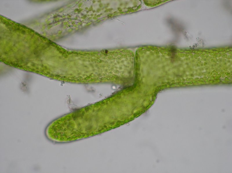 cladophorarupestris.jpg