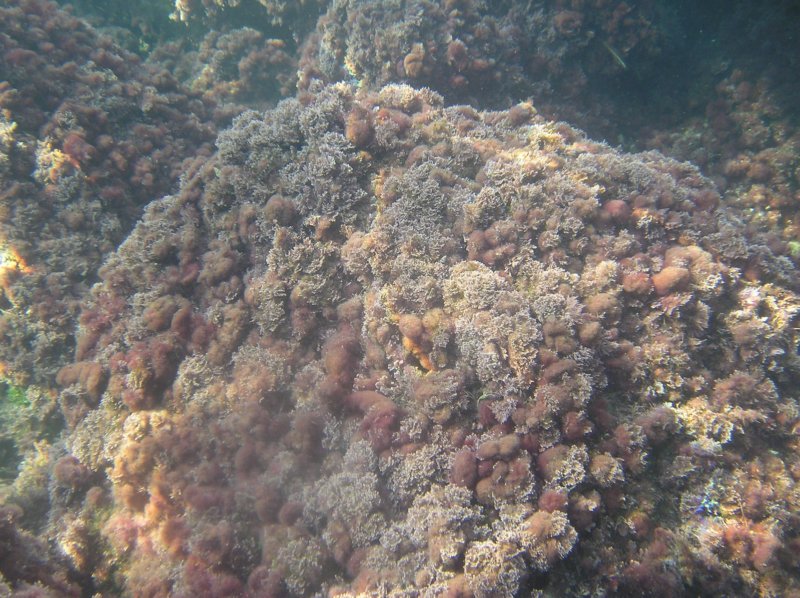corallinaapolysiphonia.jpg