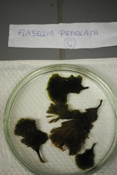 flabelliapetiolata.jpg