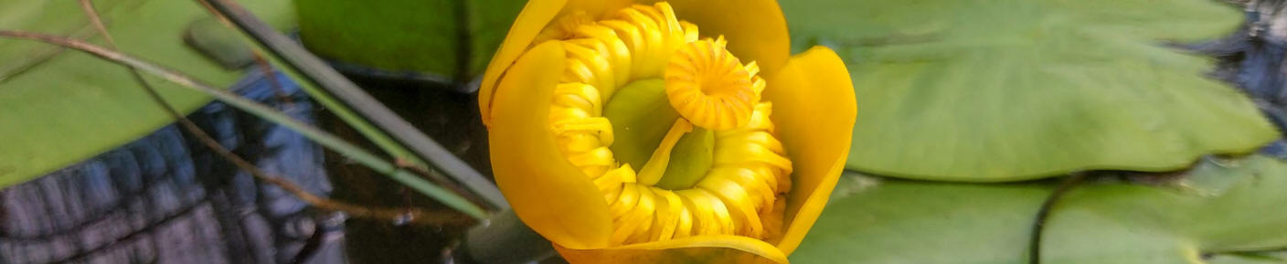 Nuphar lutea