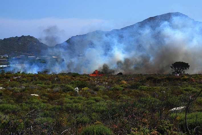 Fynbos in fire