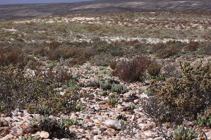 Knersvlakte Succulent Karoo