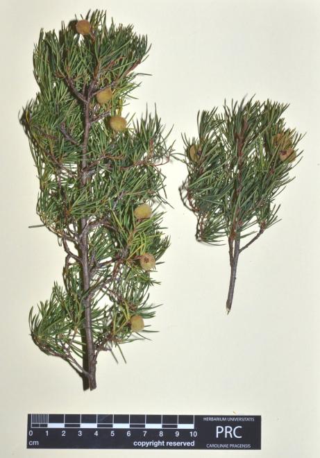 Searsia rosmarinifolia 14-006