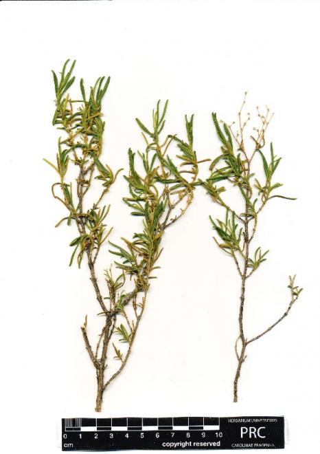 Galenia africana L. 3893