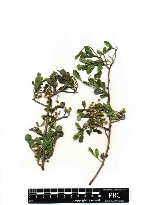 Searsia undulata 4156