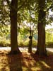 luznice_03_31