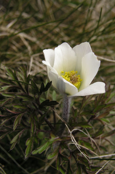 vegetace_06_49