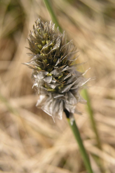 vegetace_06_54