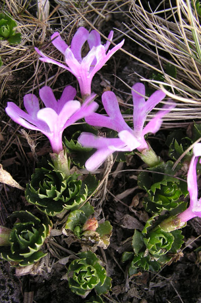 vegetace_06_56