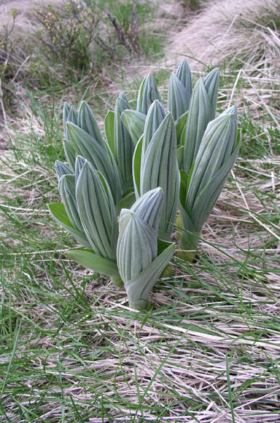 vegetace_06_61