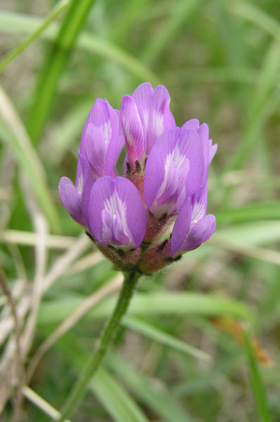 vegetace_06_62