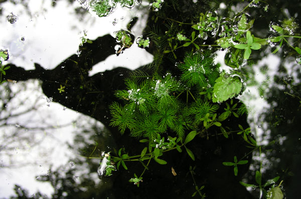vegetace_06_67
