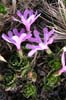 vegetace_06_56