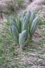 vegetace_06_61