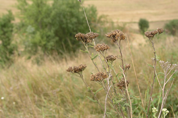 vrbka_07