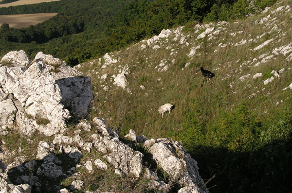 vrbka_19