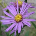 Aster