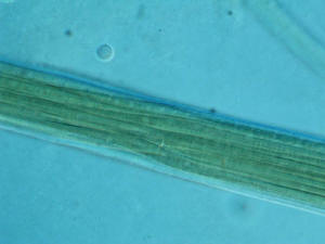 Microcoleus vaginatus
